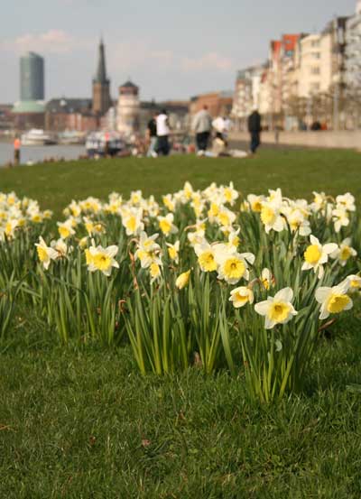 Frühling-in-Düsseldorf.jpg