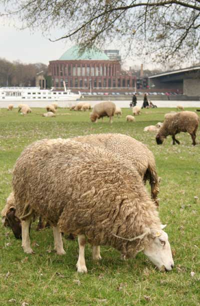 Schafe-vor-Tonhalle-Duessel.jpg